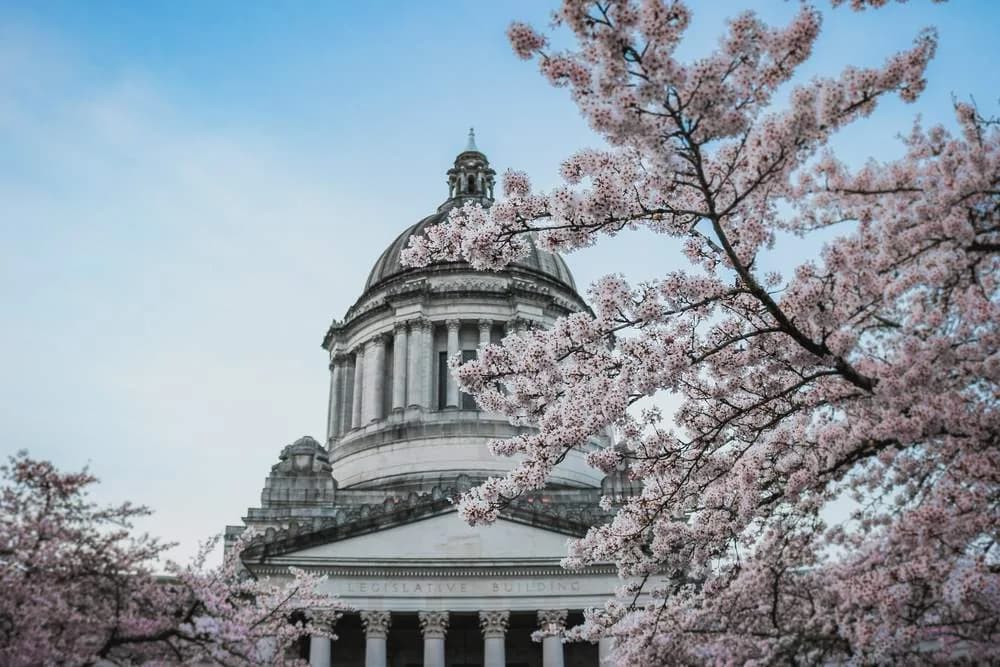 Cherry blossom in front of the Legislative Building in Olympia