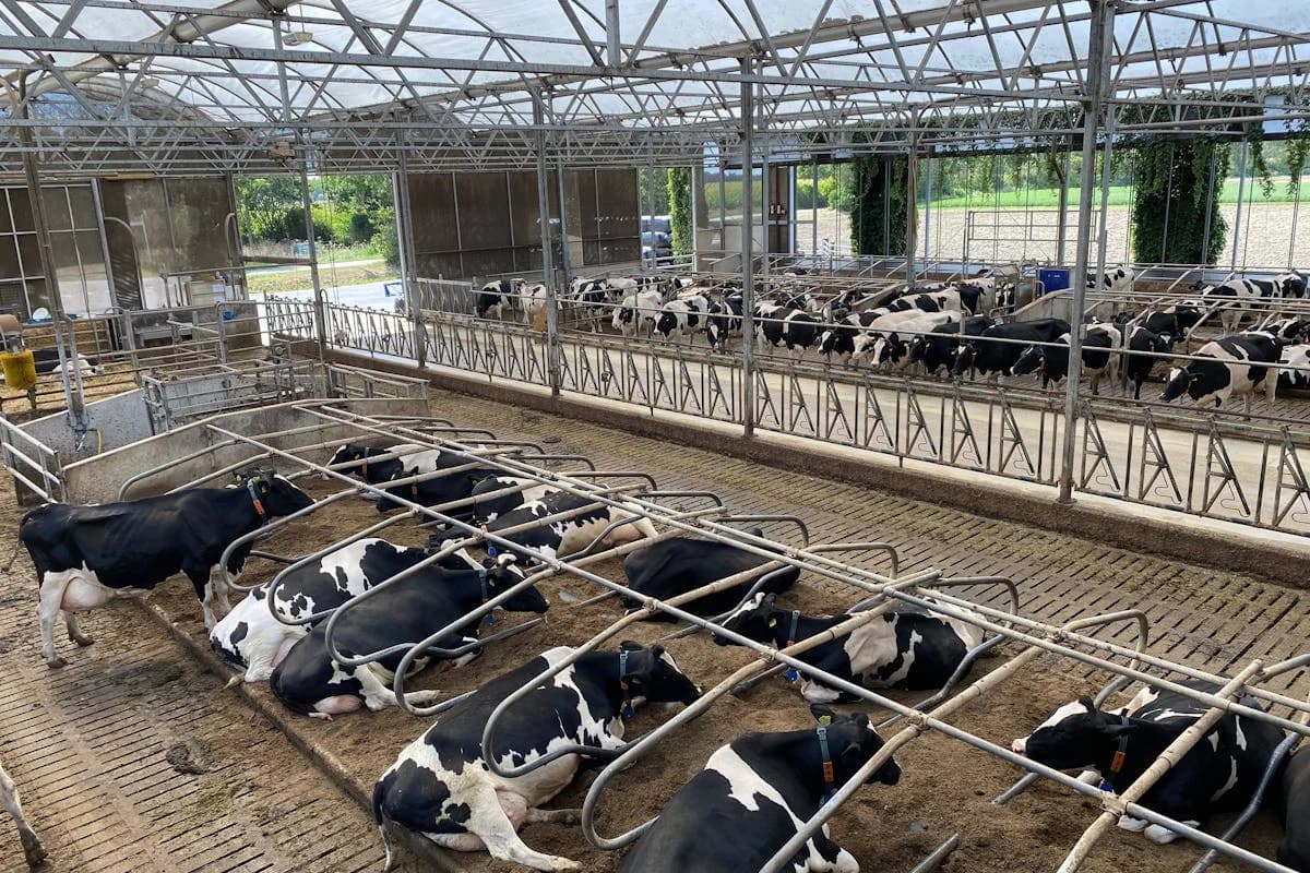 Dairy and berry farm operation in Whatcom County, Washington