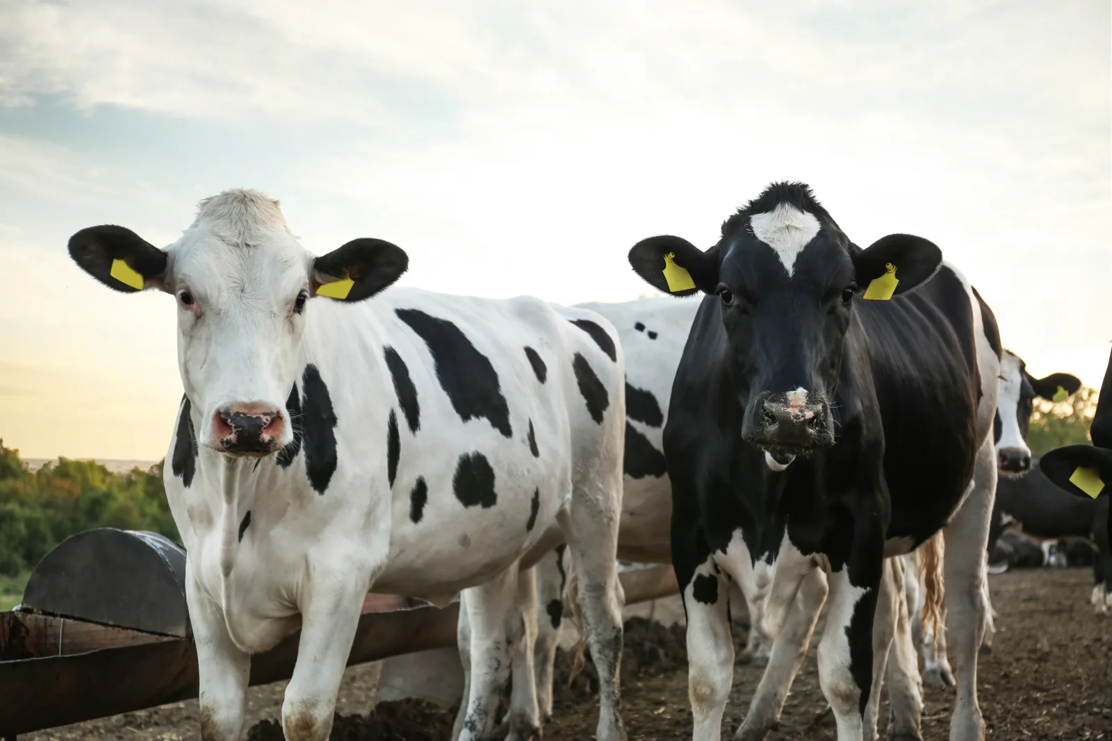 Dairy cows on a farm near Lynden, Washington, served by Schedule F farm tax preparers