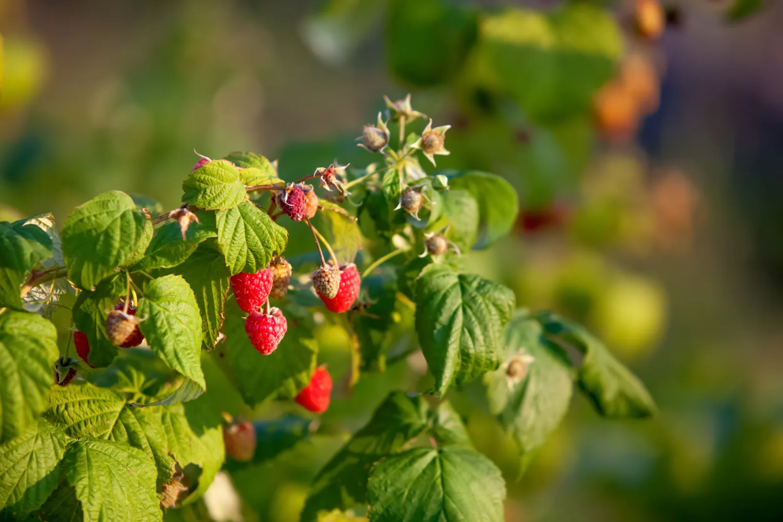 Raspberry and dairy farmland near Lynden, Washington in Whatcom County